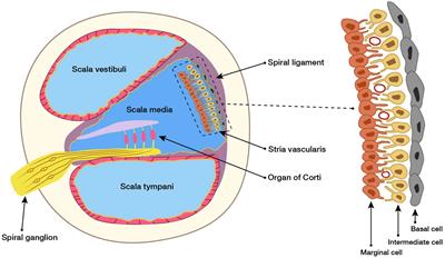 Role of the Stria Vascularis in the Pathogenesis of Sensorineural Hearing Loss: A Narrative Review